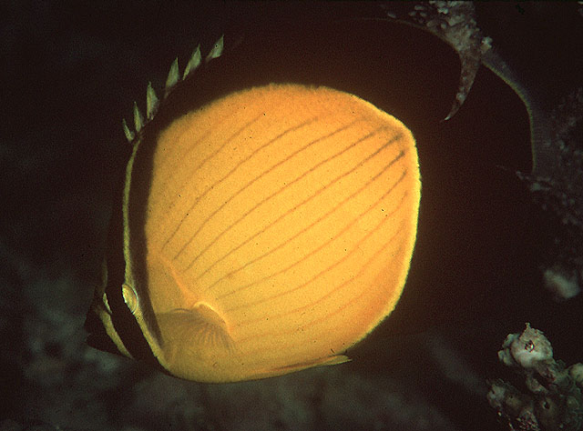 Chaetodon melapterus (Pesce farfalla arabo)